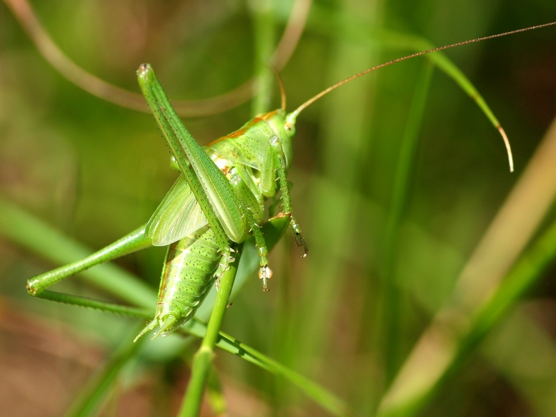 Tettigonidae (Tettigonia cantans?)